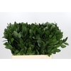 Ruscus aculeatus   ...groot blad