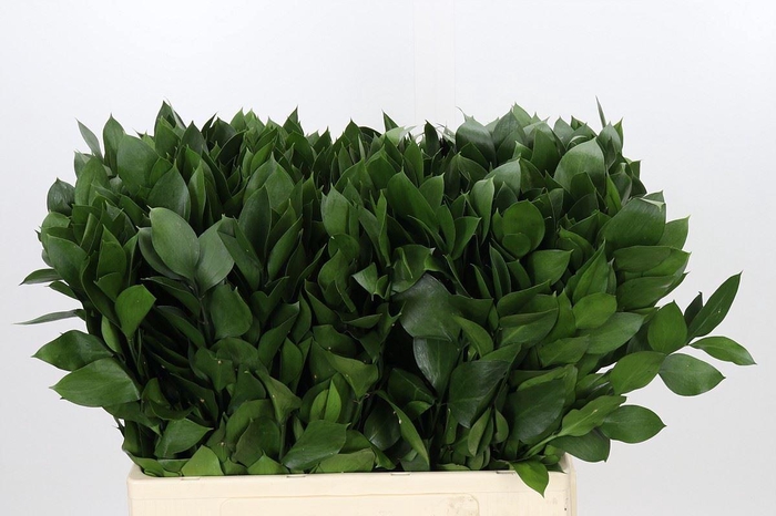 Ruscus aculeatus   ...groot blad