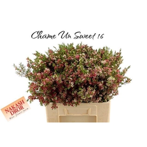 CHAME UN MY SWEET 16
