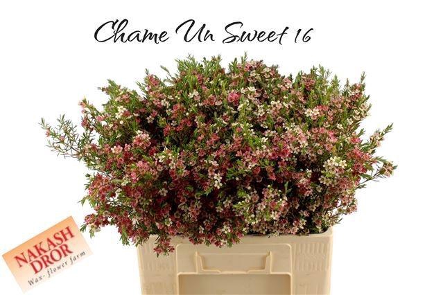 <h4>CHAME UN MY SWEET 16</h4>