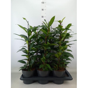 Ficus cyathistipula 'Compacta'