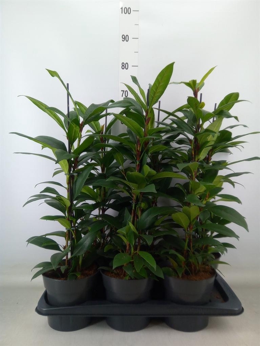 <h4>Ficus cyathistipula 'Compacta'</h4>