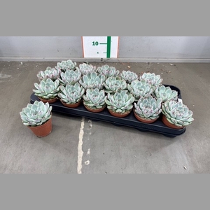 ECHEVERIA CHIHUAHUAENSIS