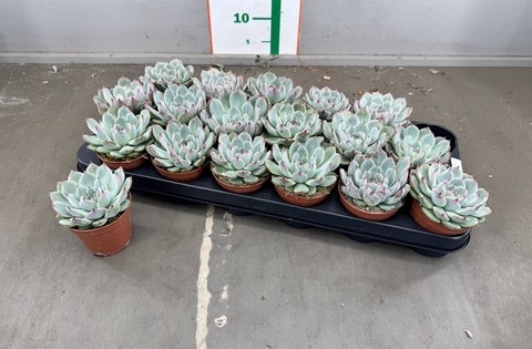<h4>ECHEVERIA CHIHUAHUAENSIS</h4>