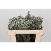 Kaaps Groen Silver Brunia