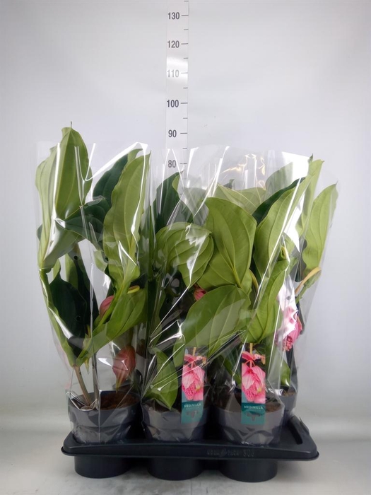 <h4>Medinilla magn.</h4>