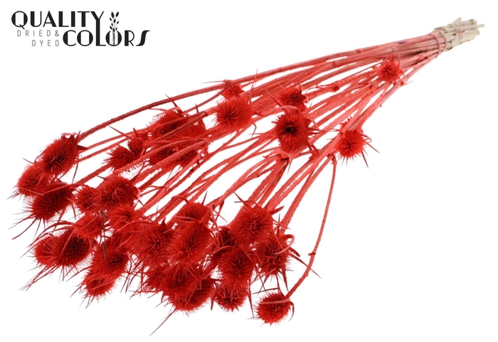<h4>Droogbloemen   ...bewerkt H%</h4>