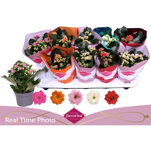 KAL GE PERF GEM 5 KL