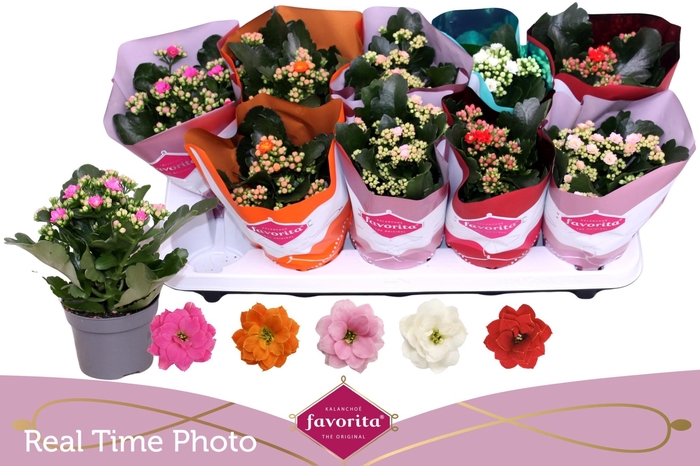 <h4>KAL GE PERF GEM 5 KL</h4>