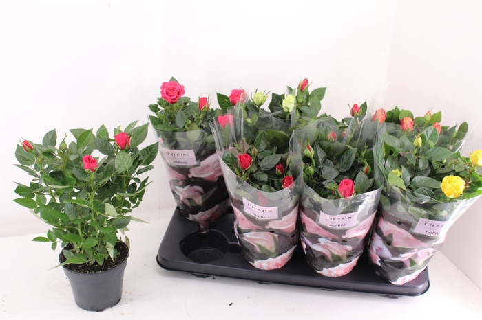 <h4>RO PATHIT GEM 5 SRT</h4>