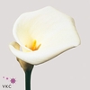 Zantedeschia ae colombe de la paix
