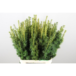 TAXUS YELLOW PER STEM 100CM