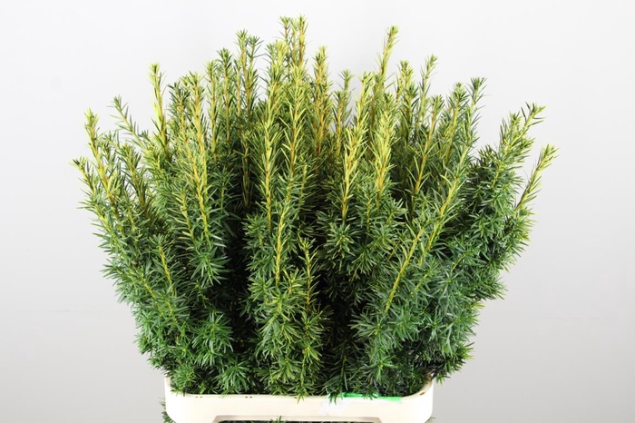 <h4>TAXUS YELLOW PER STEM 100CM</h4>