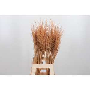 Calamagrostis Kl Bh Apricot