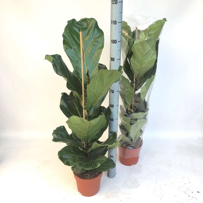 <h4>FICUS LYRATA</h4>