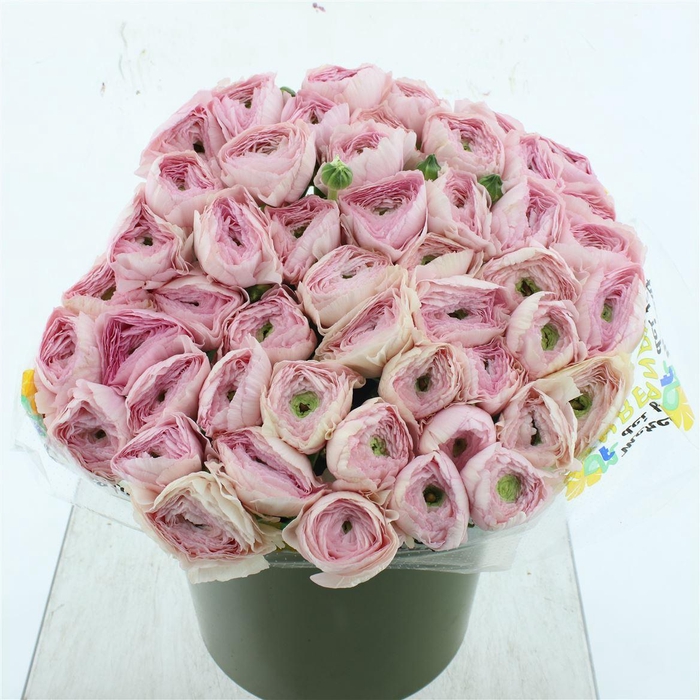 <h4>Ran Su Sr 760pc Super</h4>