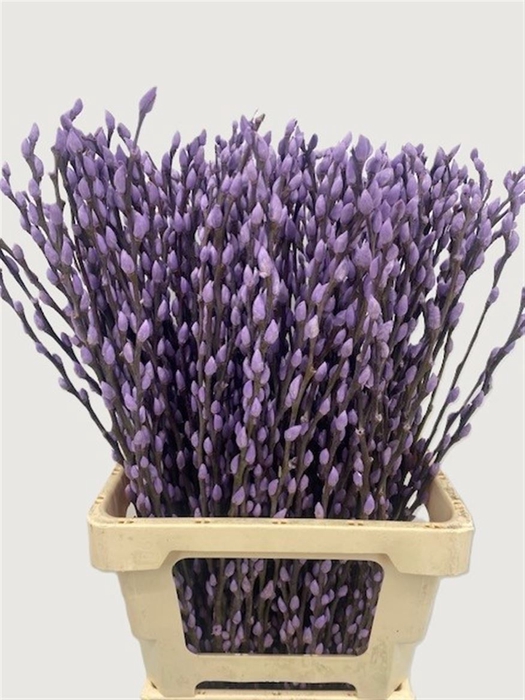 <h4>Salix Wilgenkatjes Milka 70cm P Stem</h4>