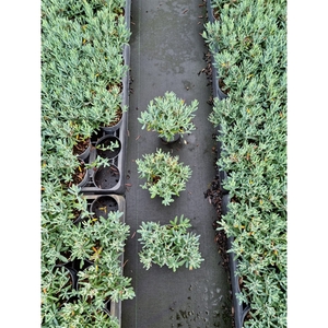 Andromeda polifolia p9,5