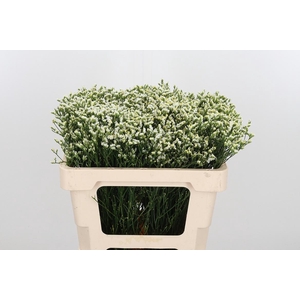 Lim Sin Sen P Colada