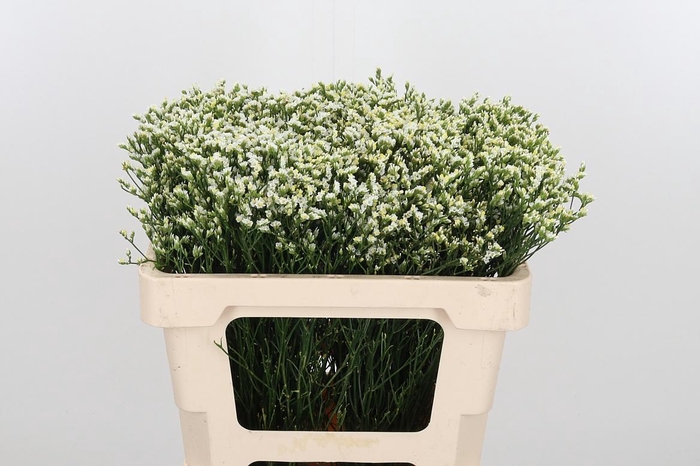 <h4>Lim Sin Sen P Colada</h4>