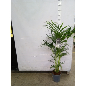Howea forsteriana