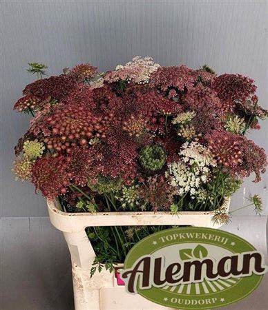 <h4>Ammi Daucus Carota Dara 80</h4>