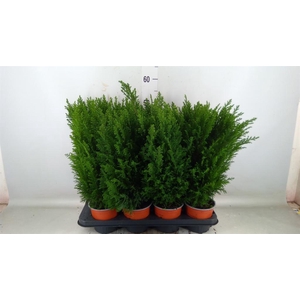 Chamaecyparis laws. 'Ellwoodii'