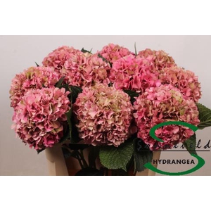 Hydrangea glowing alps pink