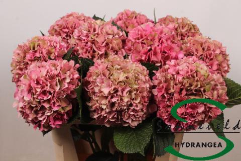 <h4>Hydrangea glowing alps pink</h4>