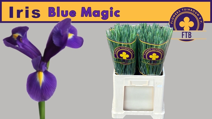 <h4>IRIS BLUE MAGIC</h4>