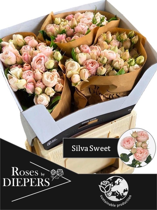 <h4>R TR SILVA SWEET+</h4>