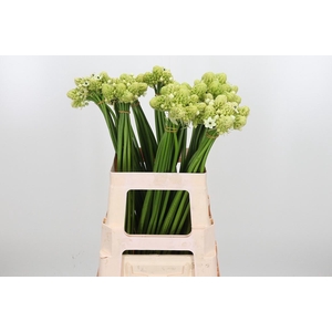 Ornithogalum Saundersiae