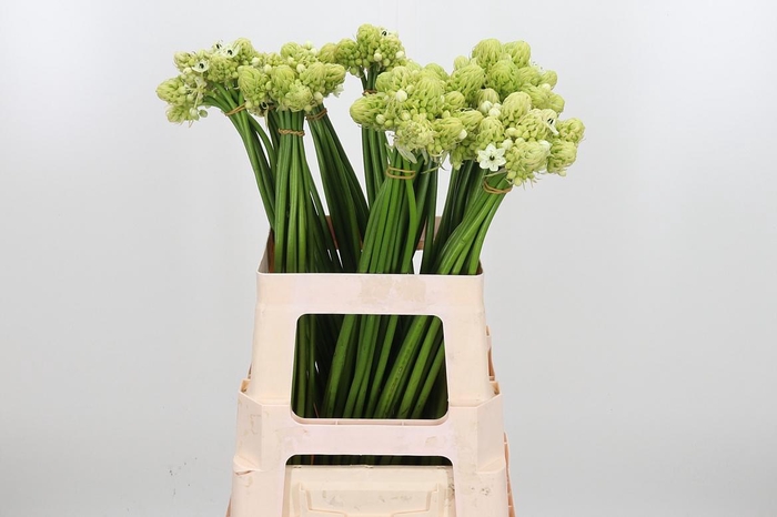 <h4>Ornithogalum Saundersiae</h4>