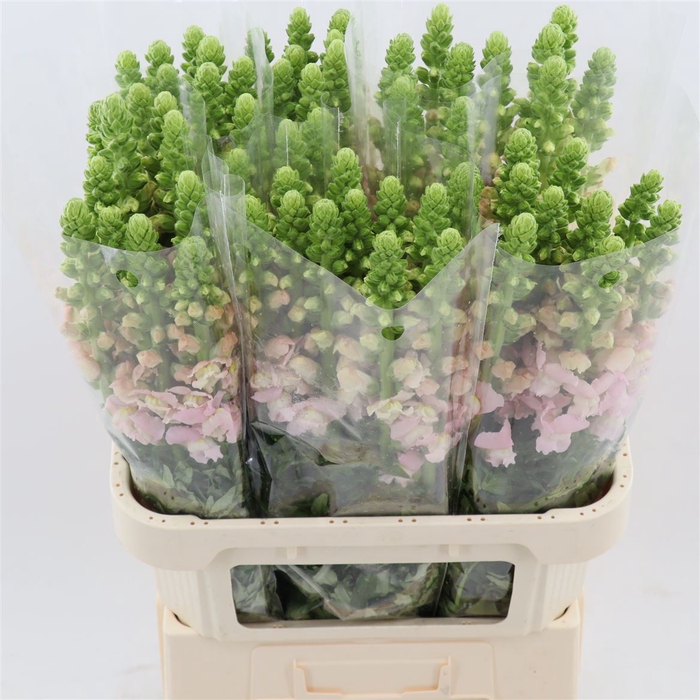 <h4>Antirrhinum Potomac Earl Pink</h4>