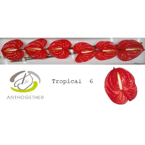 ANTH A TROPICAL 6 small pack
