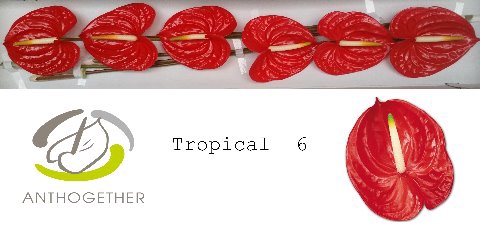 ANTH A TROPICAL 6 small pack