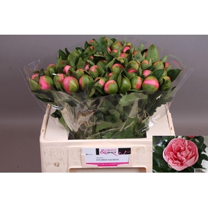PAEONIA HYBR. 'ETCHED SALMON' PAEON