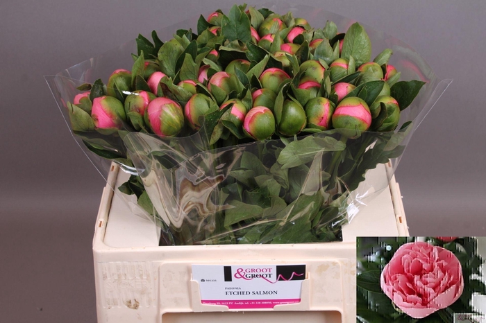 <h4>PAEONIA HYBR. 'ETCHED SALMON' PAEON</h4>