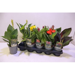Canna Cannova Gem