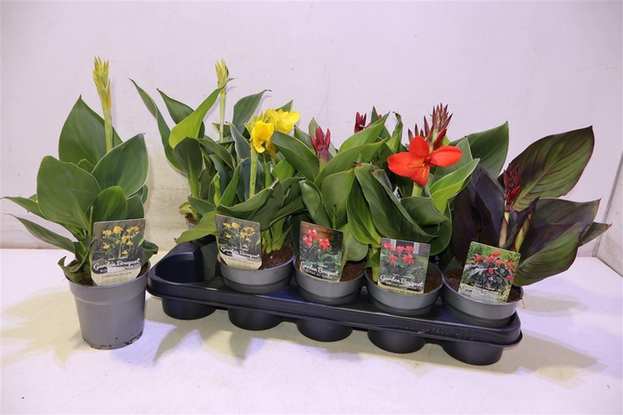 <h4>Canna Cannova Gem</h4>