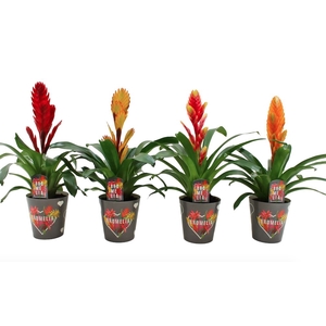 Vriesea   ...mix 6