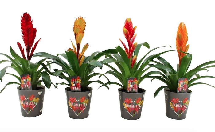 <h4>Vriesea   ...mix 6</h4>