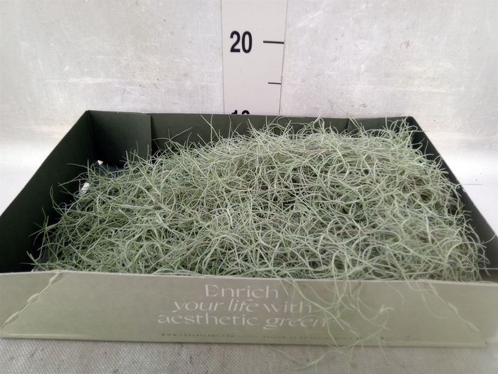 Tillandsia usneoides