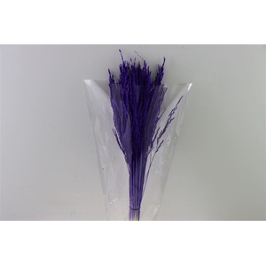 Dried Rice Grass Purple Bunch Slv