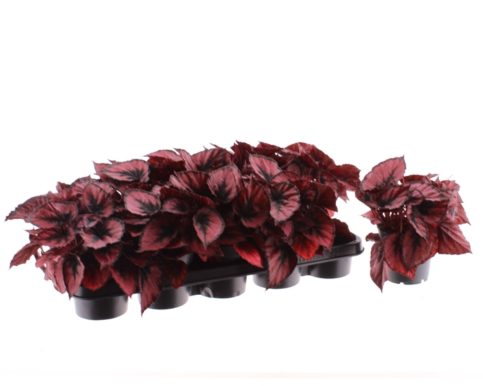 <h4>BEG M C RED KISS</h4>