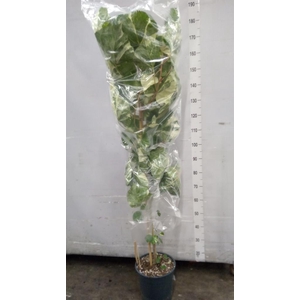 Planten Groen   ...L%