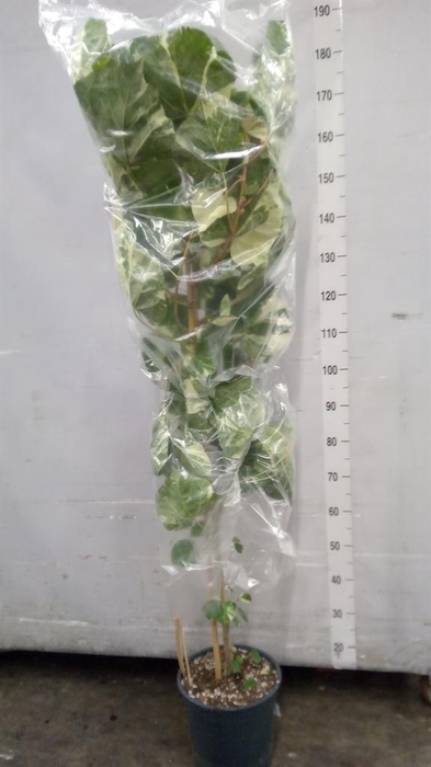 <h4>Planten Groen   ...L%</h4>