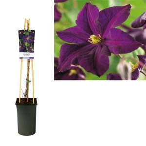 Clematis 'Romantika'+light label