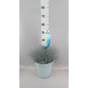 Festuca glauca 'Intens Blue'
