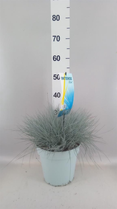<h4>Festuca glauca 'Intens Blue'</h4>